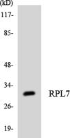 Ribosomal Protein L7 Polyclonal Antibody