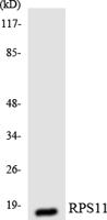 Ribosomal Protein S11 Polyclonal Antibody