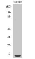 Ribosomal Protein S12 Polyclonal Antibody