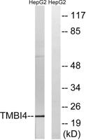 GAAP Polyclonal Antibody