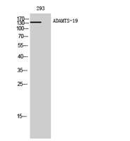 ADAMTS-19 Polyclonal Antibody