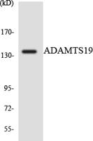 ADAMTS-19 Polyclonal Antibody