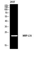 MRP-L35 Polyclonal Antibody