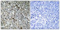 MRP-L4 Polyclonal Antibody