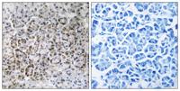 MRP-L40 Polyclonal Antibody