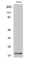 MRP-L41 Polyclonal Antibody