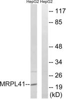 MRP-L41 Polyclonal Antibody