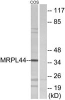 MRP-L44 Polyclonal Antibody