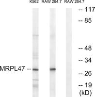 MRP-L47 Polyclonal Antibody