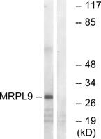 MRP-L9 Polyclonal Antibody