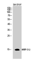 MRP-S12 Polyclonal Antibody