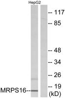 MRP-S16 Polyclonal Antibody