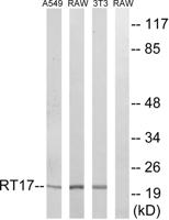 MRP-S17 Polyclonal Antibody