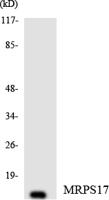 MRP-S17 Polyclonal Antibody