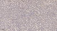 MRP-S17 Polyclonal Antibody