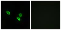 MRP-S18C Polyclonal Antibody