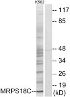 MRP-S18C Polyclonal Antibody