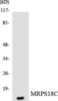 MRP-S18C Polyclonal Antibody