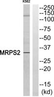 MRP-S2 Polyclonal Antibody