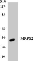 MRP-S2 Polyclonal Antibody