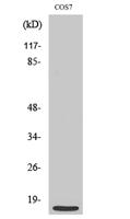 MRP-S21 Polyclonal Antibody