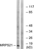 MRP-S21 Polyclonal Antibody