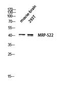 MRP-S22 Polyclonal Antibody