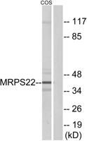 MRP-S22 Polyclonal Antibody