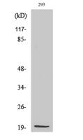 MRP-S25 Polyclonal Antibody