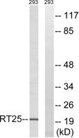 MRP-S25 Polyclonal Antibody