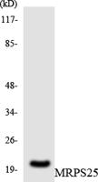 MRP-S25 Polyclonal Antibody