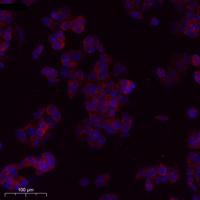 MRP-S27 Polyclonal Antibody