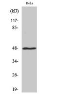 MRP-S27 Polyclonal Antibody