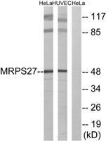 MRP-S27 Polyclonal Antibody