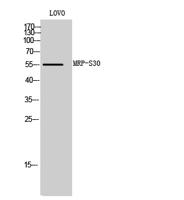 MRP-S30 Polyclonal Antibody