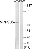 MRP-S30 Polyclonal Antibody