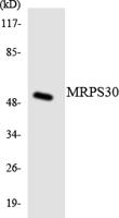 MRP-S30 Polyclonal Antibody