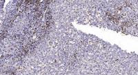 MRP-S30 Polyclonal Antibody