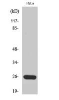 MRP-S34 Polyclonal Antibody