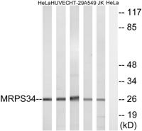 MRP-S34 Polyclonal Antibody