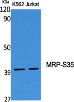 MRP-S35 Polyclonal Antibody