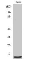 MRP-S36 Polyclonal Antibody