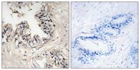 MRP-S36 Polyclonal Antibody