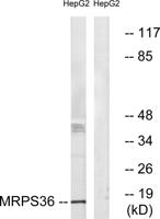 MRP-S36 Polyclonal Antibody