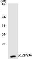 MRP-S36 Polyclonal Antibody