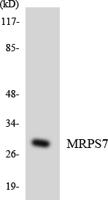 MRP-S7 Polyclonal Antibody