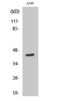 MRP-S9 Polyclonal Antibody