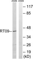 MRP-S9 Polyclonal Antibody