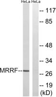 MRRF Polyclonal Antibody