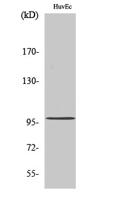 MRTF-A Polyclonal Antibody